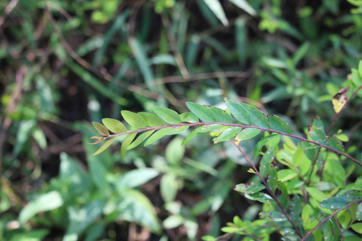 Phyllanthus myrtifolius (Wight) Müll.Arg.